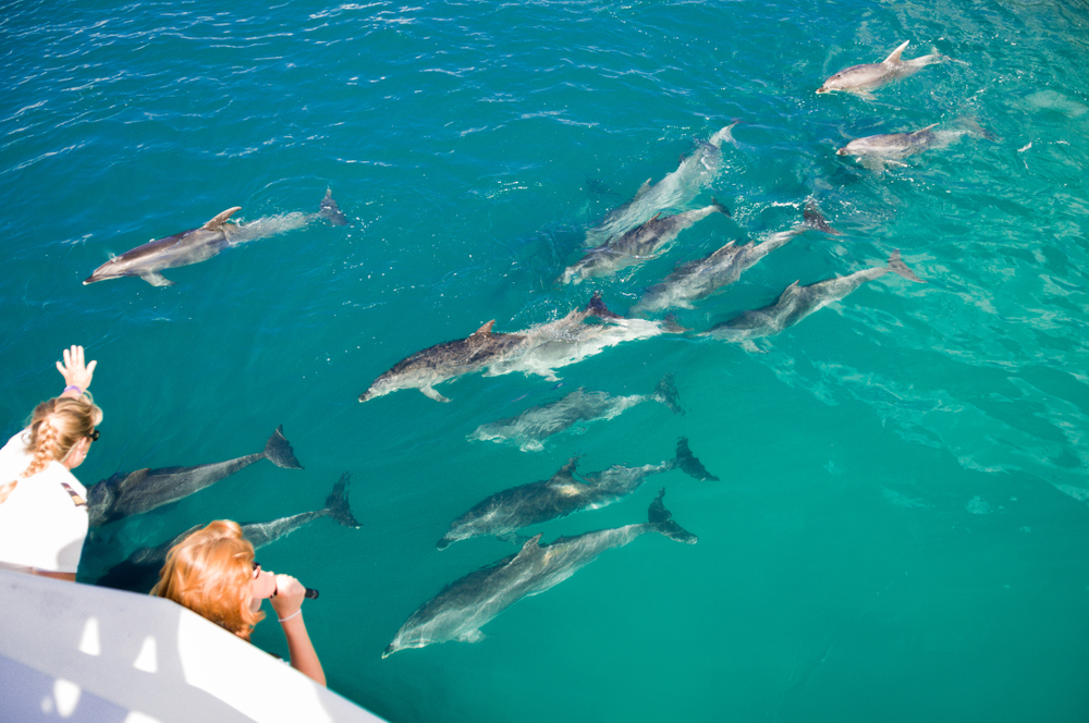 dolphin tours st petersburg